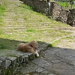 Aa Da Pinela-biassa-cinque Terre Lejlighed Biassa